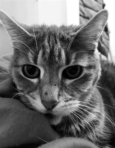 Hd Wallpaper Cat Animal Kitty Meow Eyes Face Fur Portrait