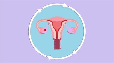 Cómo Ocurre La Menstruación Y Por Qué A Algunas Mujeres Les Duele Más Que A Otras Bbc News Mundo