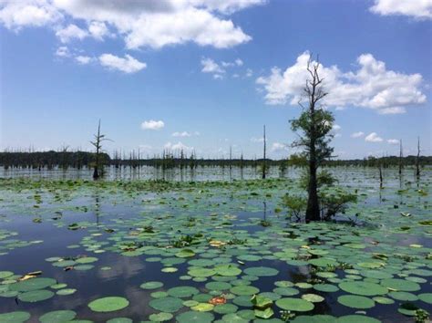 7 Places To Visit In Louisiana When The Bayous Are Calling Your Name
