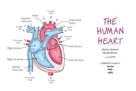 Human Heart Anatomy Custom Designed Illustrations
