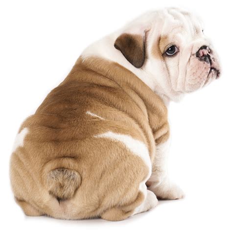 Whereas some are look like celebrity dog. Funny Bulldog Names for Males and Females | PetHelpful
