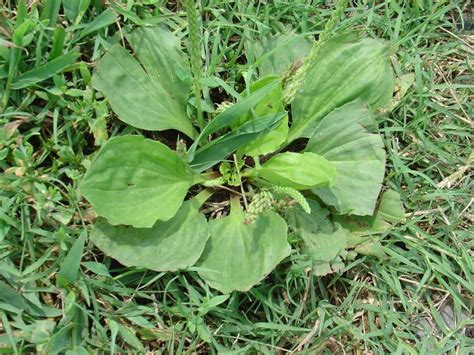Plantain A Common Driveway Weed Is One Of Natures Most Powerful