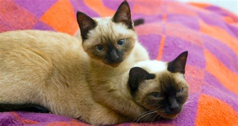 The siamese cat is probably one of the most well known and a favorite cat breed among cat lovers worldwide. 5 Things to Know About Siamese Cats