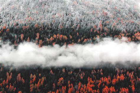 Orange Tress Autumn Forest Landscape Mist Scenic Nature Wallpaperhd