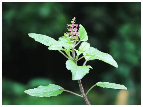 Types Of Tulsi And The Best Way To Use Them For Immunity And Weight