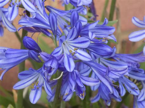 Blue Agapanthus South African Lily African Lily Agapanthus Nature