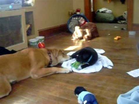 Quite often dogs will weigh more than recommended! 50 pound dog vs. 7 pound puppy!! - YouTube