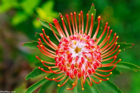 Maui Plant Of The Month Protea Flowers
