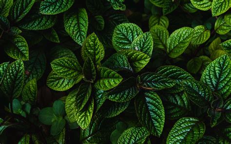 Download Wallpaper 3840x2400 Leaves Green Bushes Carved