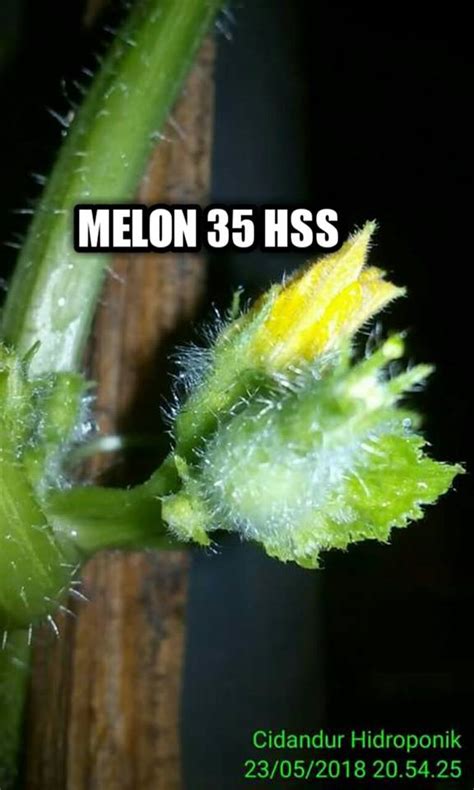 Check spelling or type a new query. 30+ Gambar Bunga Jantan Melon - Galeri Bunga HD
