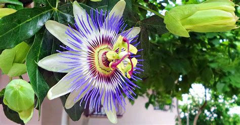 11 Mind Blowing Facts About Passion Flower