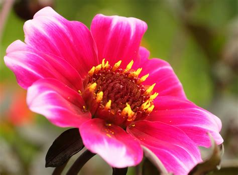 11 Spectacular Fondo De Pantalla Flores Hermosas Naturales Pictures