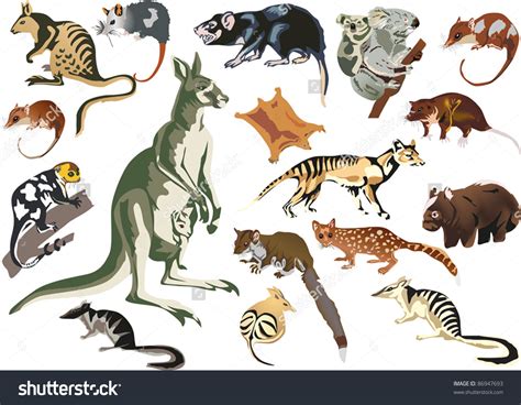 Marsupial Species Clipart 20 Free Cliparts Download Images On