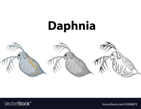 Doodle Character For Daphnia Royalty Free Vector Image