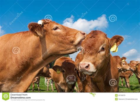 De Koeien Van Limousin Stock Afbeelding Image Of Kalf 20756979