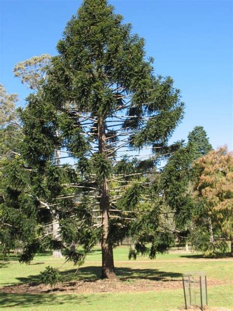National Trust Bunya Pine Bunya Bunya Araucaria Bidwillii
