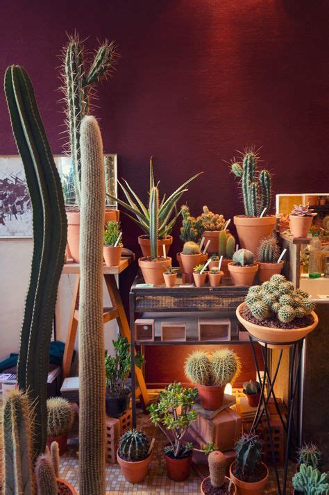 150 Cacti Love Ideas Cactus Cacti And Succulents Plants