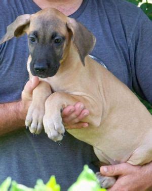 How many people does it take to deliver a large litter of cute great dane puppies? REDUCED!!! AKC Great Dane Puppies- Quality Fawn/Brindle ...