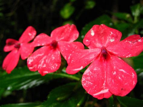 Throughout all the different layers of a tropical rain forest, youll find a wide variety of animals. Endangered Plants in the Tropical Rainforest