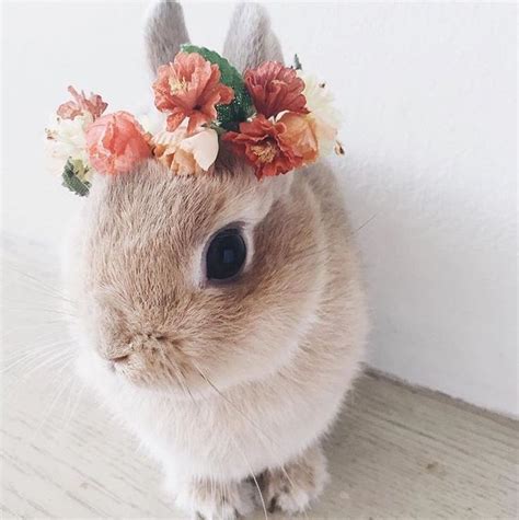 Pretty Light Brown Bunny Rabbit Wearing A Flower Crown Cute Creatures