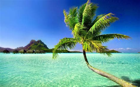 Palm Tree Beach Wallpapers Top Free Palm Tree Beach Backgrounds Wallpaperaccess