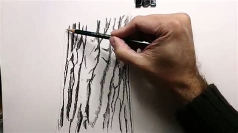 Tree Bark Drawing Texture Merteberte