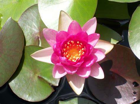 Lotus Lily Pad Nature Free Photo On Pixabay