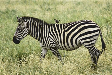 Are Zebras White with Black Stripes or Black with White Stripes? - Our