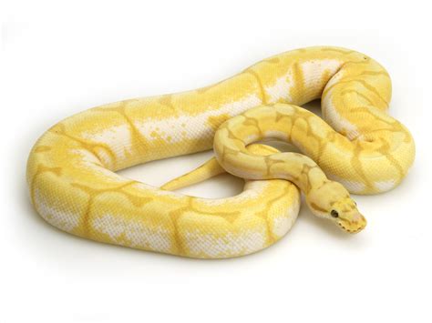 Banana Bumble Bee Enchi Markus Jayne Ball Pythons