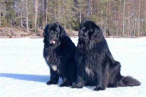 Image For Giant Newfoundland Dog Bred To Hunt Bears Dog Lover Ts