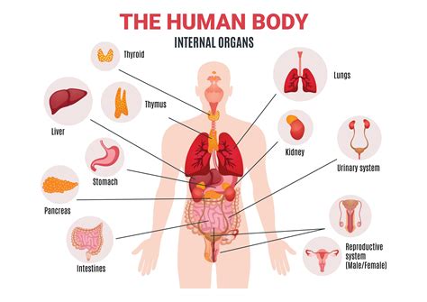 The Human Body Internal Organs Science Home School Learning Etsy Uk