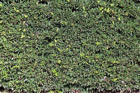 Free Images Tree Grass Lawn Leaf Flower Pattern Green High Herb Produce Evergreen