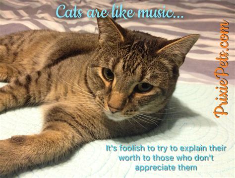 The Cutest Cat Quotes I Have Ever Seen Cute Cat Memes