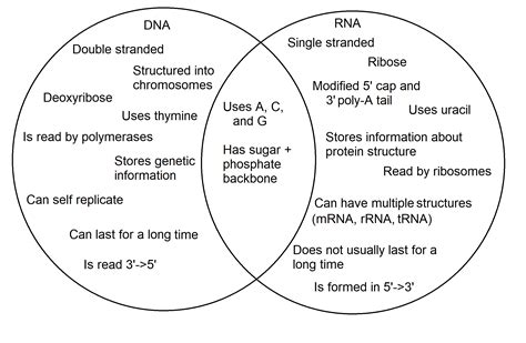 Dna Vs Rna Differences Similarities Expii
