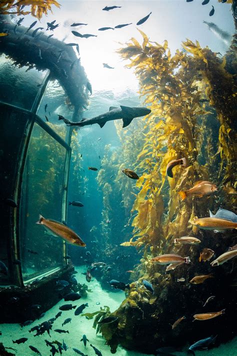 Monterey Bay Aquarium Monterey Bay Aquarium Sea World Kelp Forest