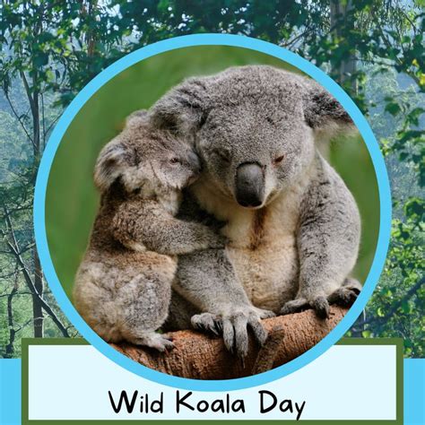Wild Koala Day Koalas Koala Habitats