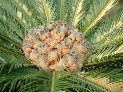 Amazing Gymnosperm Plant Cycas Revoluta Sago Palm Description Images