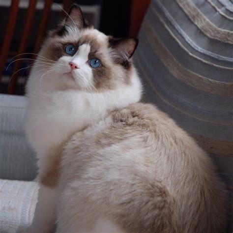 Pin De Amy Harmeier Em Ragdoll Cats Gatinhos Animais Fofinhos