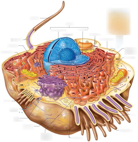 Chapter 3 Cell Structure Diagram Quizlet