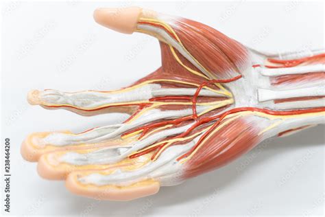 Muscles Of The Palm Hand For Anatomy Education Stock Photo Adobe Stock
