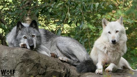 Pair Of Wolves Turn Lazy Howling Into An Art Form Wolf Conservation