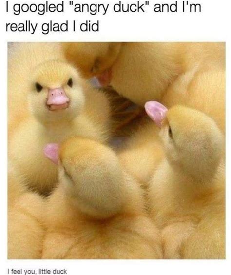 35 Duck Memes That Will Make You Quack All Day Funny Animals Duck