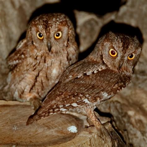 RikenMon S Nature Guide Eurasian Scops Owl Otus Scops