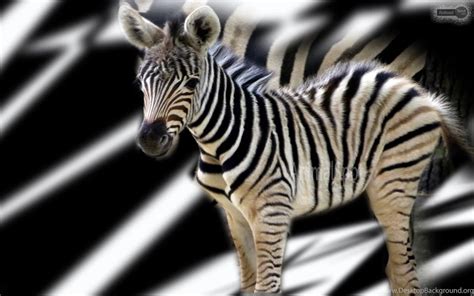 Zebra Wallpapers Animal Spot Desktop Background