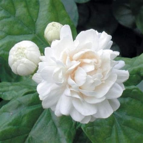 White Fresh Jasmine Flower Rs 400 Kg Sugi Exports Id 23325244762