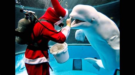 White Beluga Wears A Santa Hat On Christmas Youtube
