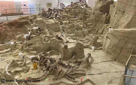 Mammoth Site South Dakota Indoor Active Dig Of The Worlds Largest