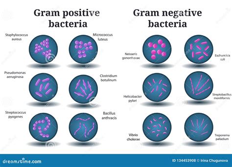 Gram Positive And Gram Negative Bacteria Coccus Bacillus Curved