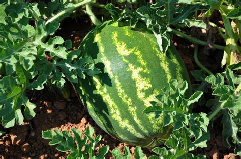 wassermelonen ernten und lagern experten tipps plantura