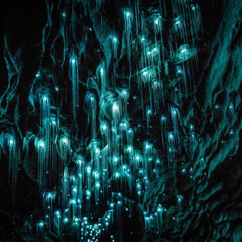 Exploring New Zealands Incredible Waitomo Glowworm Caves Glow Worm